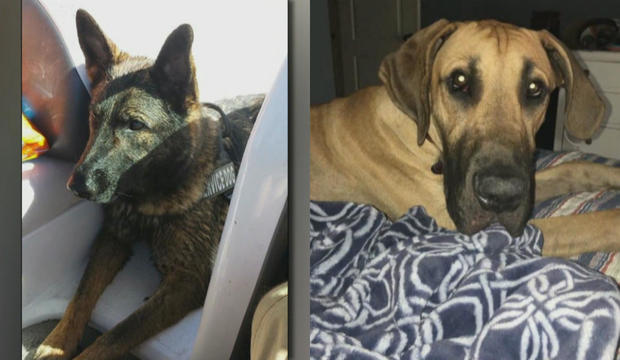 dogs.jpg