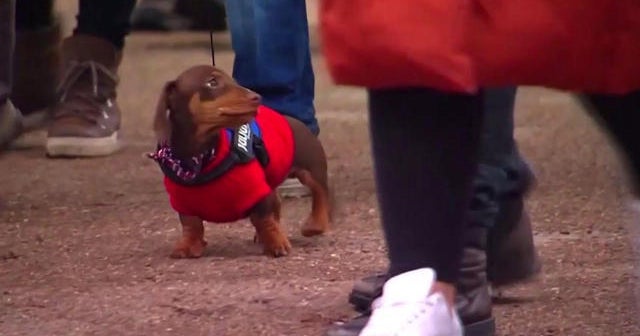 "Sausage Walk" draws hundreds of dachshunds in London CBS News