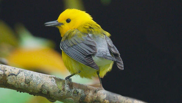 prothonotary-warbler-judy-lehmberg-620.jpg
