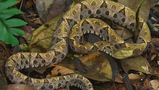 fer-de-lance-judy-lehmberg-620.jpg