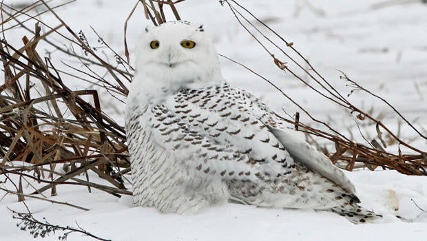 snow-owl-first-year-female-sherri-obrien-a-620.jpg