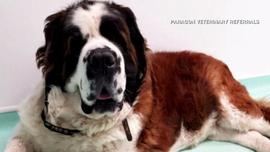 cbsn-fusion-st-bernard-dog-cancer-operation-revealed-it-was-4-teddy-bears-thumbnail-1550814-640x360.jpg
