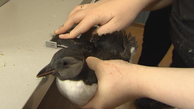 puffins-taking-puffling-measurements-620.jpg