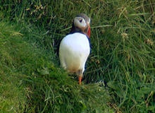 puffin-bird-at-burrow-promo.jpg