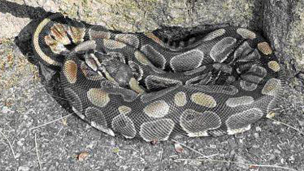 Brookline Snake 