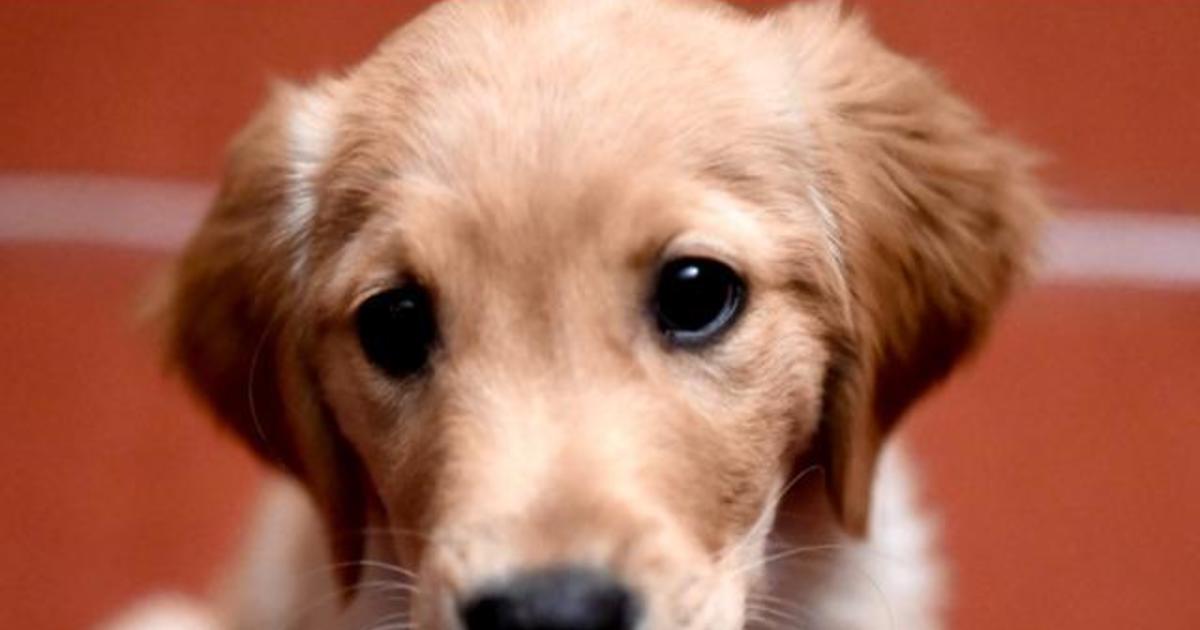 Puppies Making People Sick Cdc Says Pet Store Puppies Linked To Outbreak Of Antibiotic Resistant Infection Cbs News