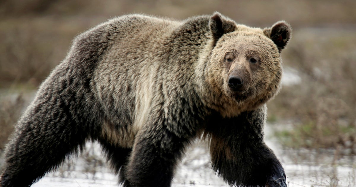 grizzly bear shields streaming grizzly bear shields streaming
