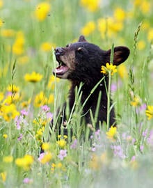 a-black-bear-cub-among-the-wildflowers-by-marcy-starnes-244.jpg