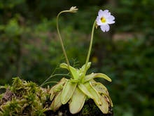butterwort-verne-lehmberg.jpg