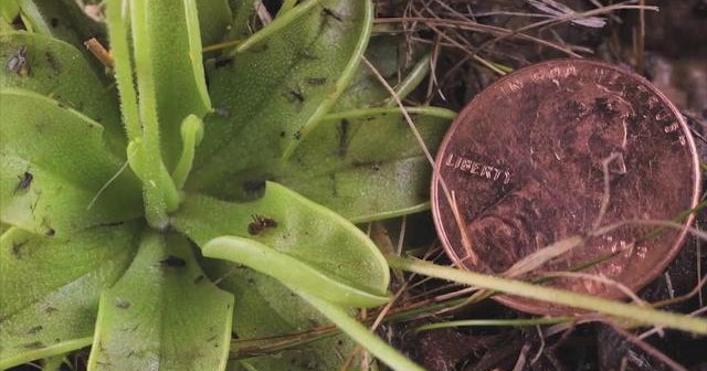 Nature up close The carnivorous Butterwort plant CBS News