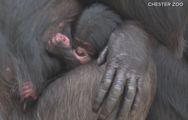 endangered chimpanzee born 