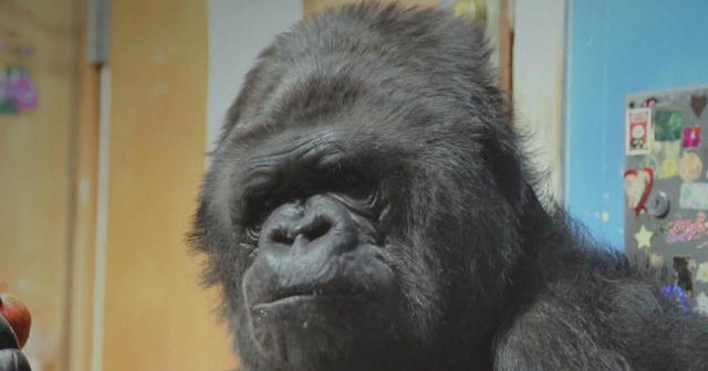 koko the gorilla koko the gorilla