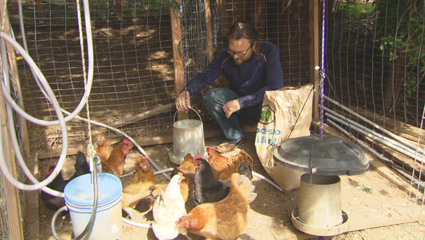 Backyard Chickens Rule The Roost In Silicon Valley Cbs News