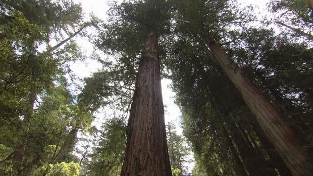 redwoods-the-father-of-the-forest-tree-620.jpg
