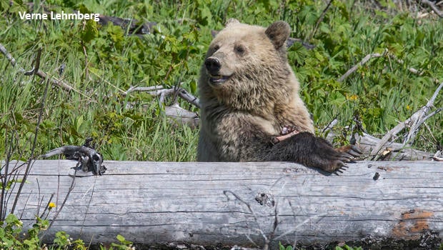 grizzly-bears-snow-behind-log-with-elk-leg-verne-lehmberg-620.jpg