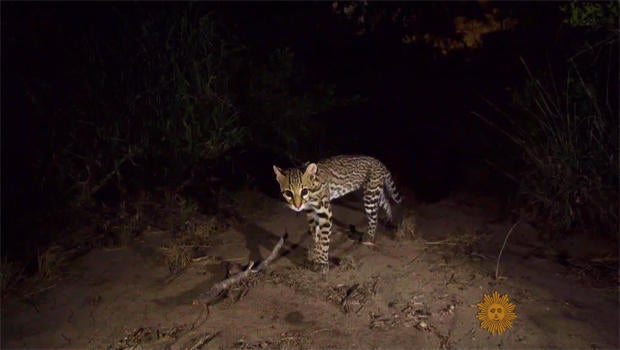 joel-sartore-cat-captured-with-camera-trap-620.jpg