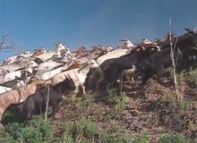 denver-goats.jpg