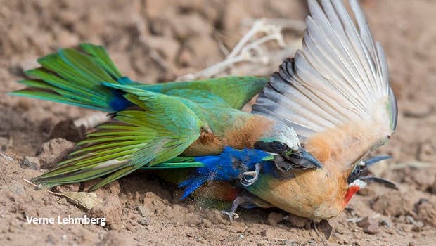 bee-eater-fight-verne-lehmberg-620.jpg