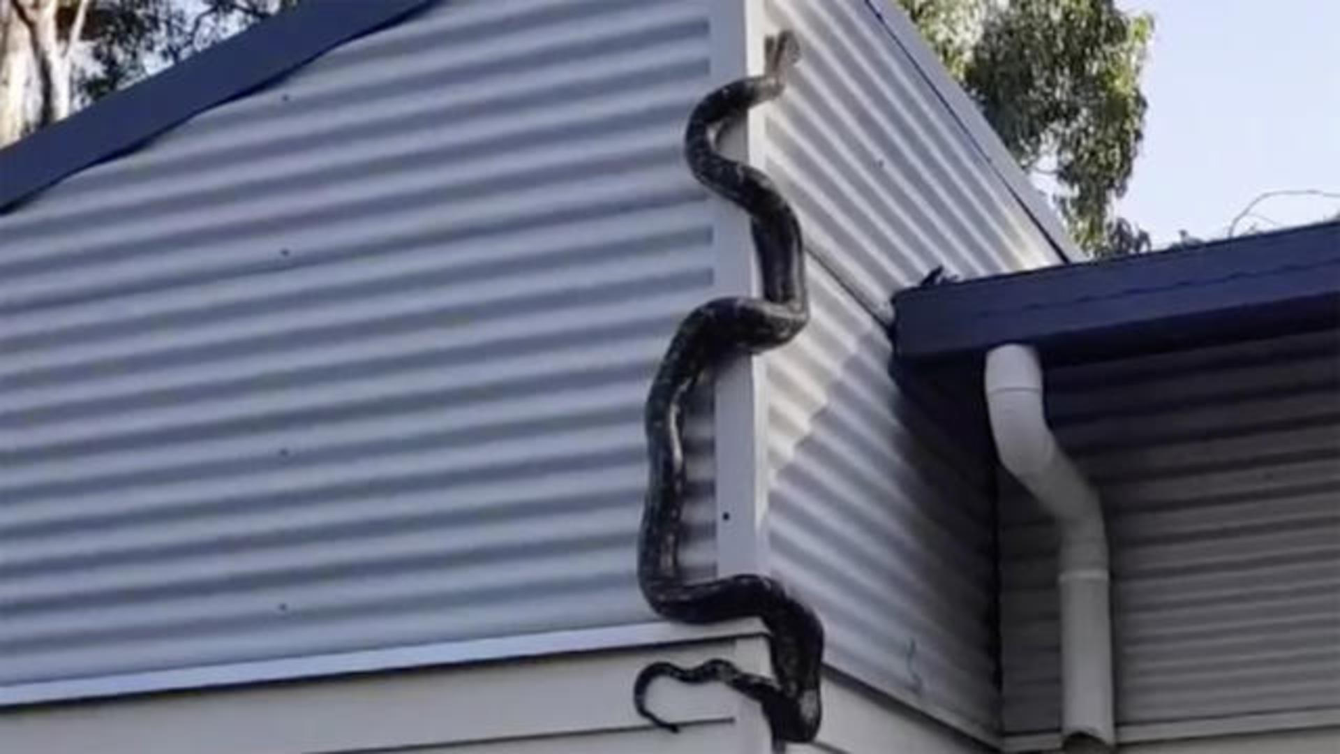 Australian man films 9-foot python on his house - CBS News