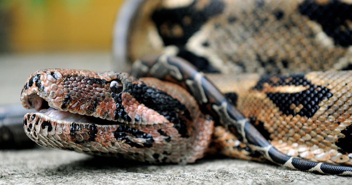 Southwest Airlines bans exotic emotional support animals - CBS News