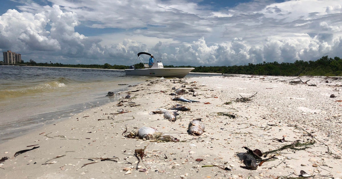 Researchers May Be On Brink Of Solving Deadly Red Tides Cbs News