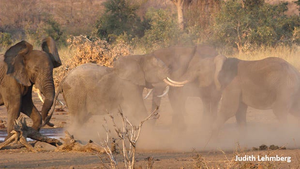 elephants-fighting-b-judith-lehmberg-620.jpg