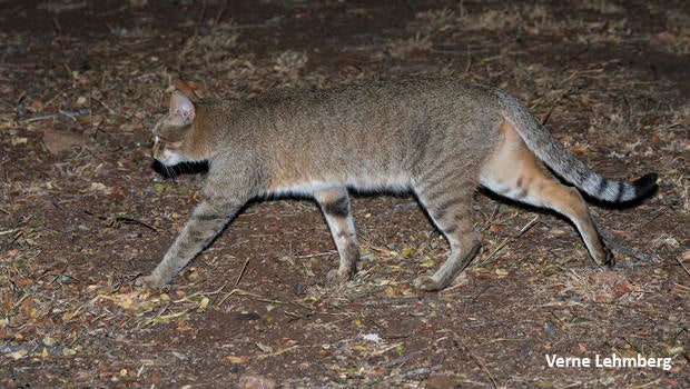 african-wildcat-walking-verne-lehmberg-620.jpg