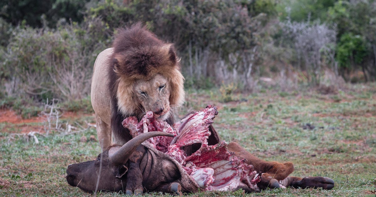 The 20 Deadliest Animals On Earth Ranked Warning Graphic Images Cbs News