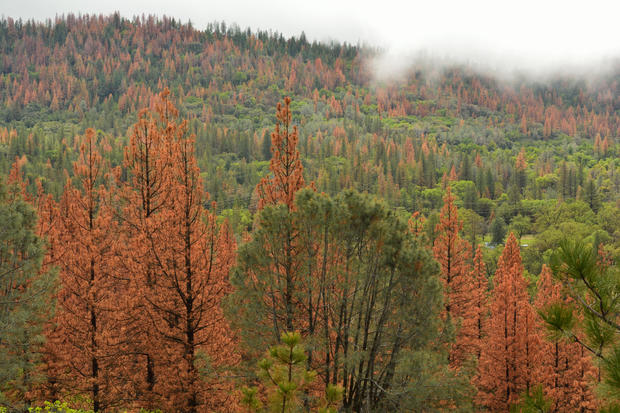 Pine Beetle Forest Damage 