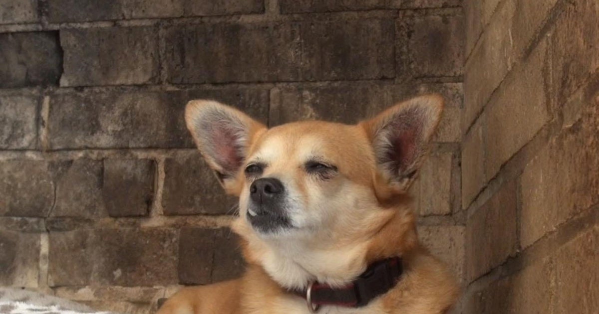 danny and ron's dog rescue