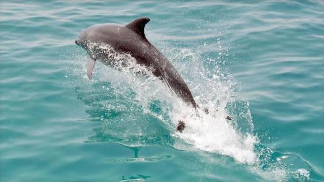 dolphin.jpg 