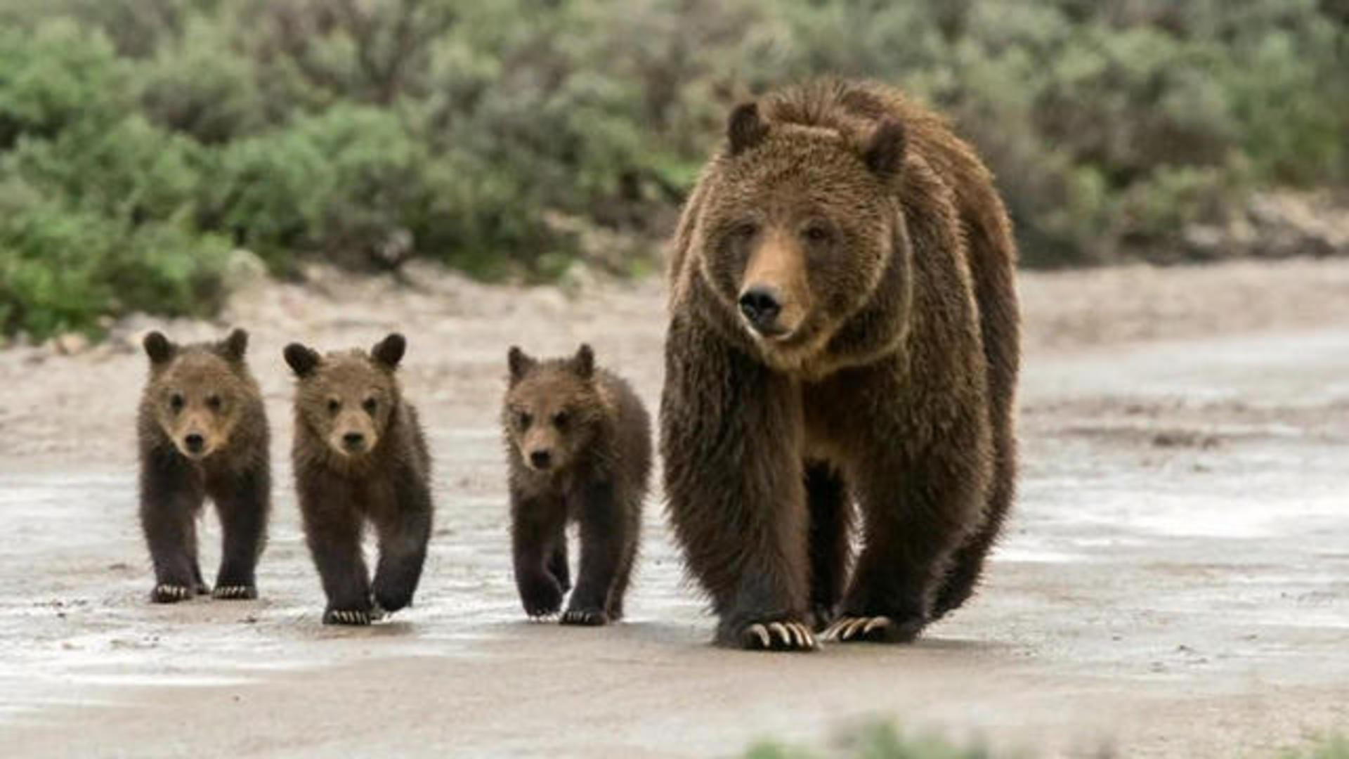 can you hunt grizzly bear in colorado