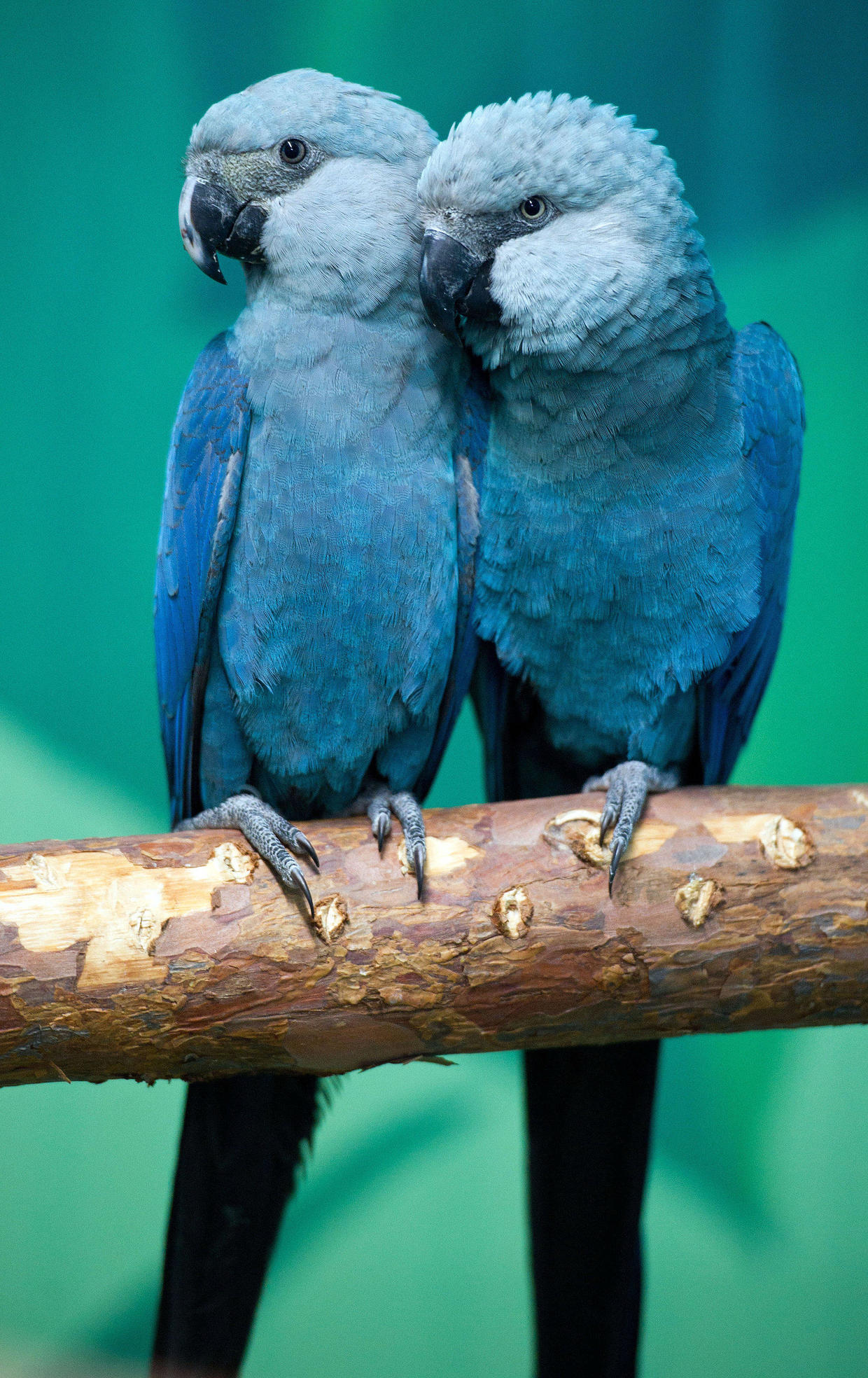 cobalt blue cockatoo