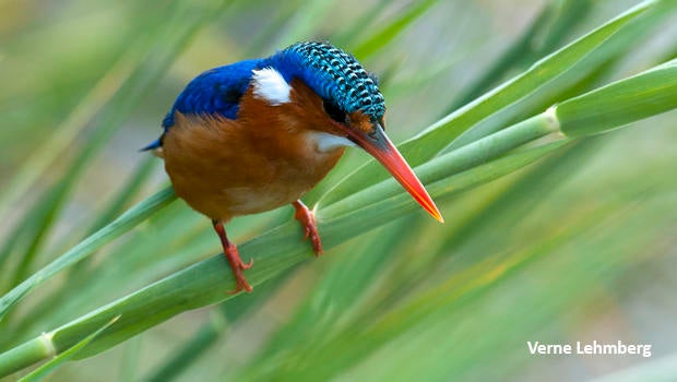 malachite-kingfisher-verne-lehmberg-620.jpg