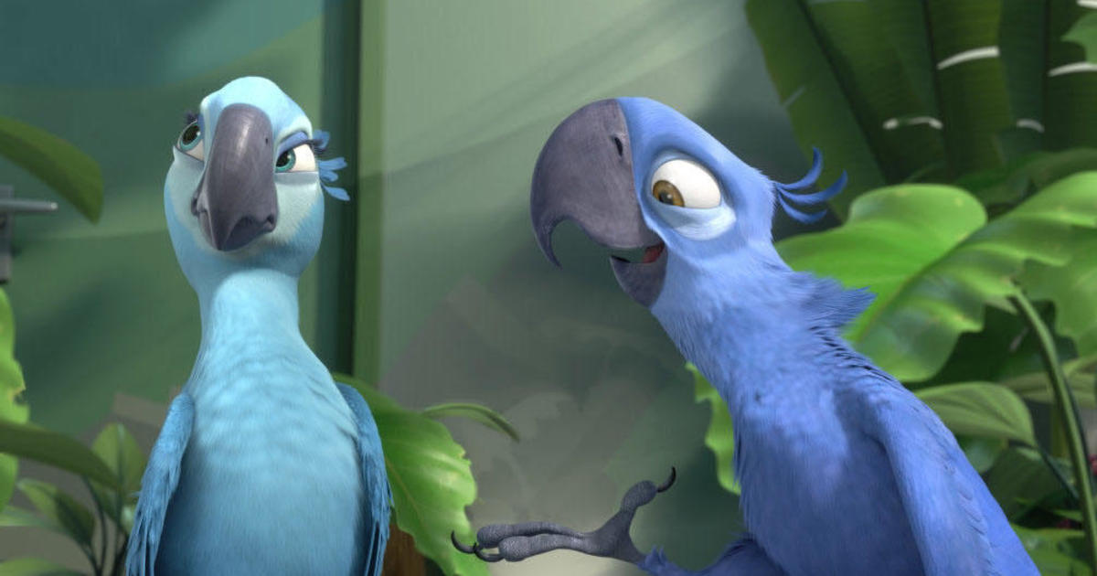 Sporvogn Auckland i det mindste Blue macaw parrot that inspired "Rio" is now officially extinct in the wild  - CBS News