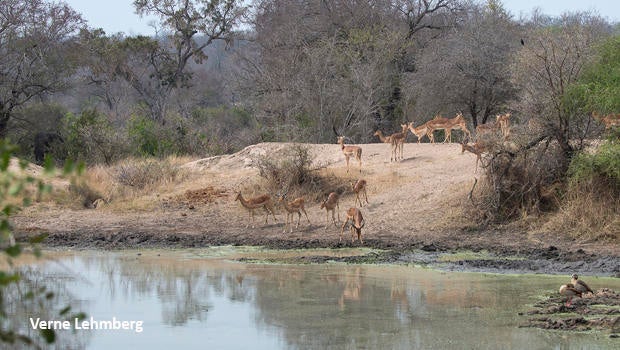 elephant-leopard-impala-geese-verne-lehmberg-620-8273.jpg