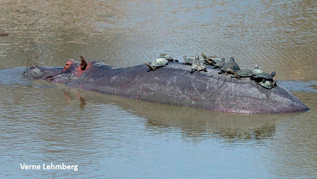 hippo-with-turtles-verne-lehmberg-620-8615.jpg