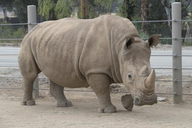 Second Southern White Rhino Impregnated Through Artificial Insemination At San Diego Zoo 