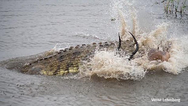 crocodile-death-roll-verne-lehmberg-620.jpg