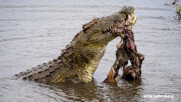 crocodile-slinging-impala-carcass-dsc2129-verne-lehmberg-620.jpg
