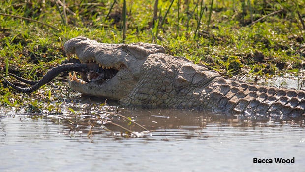croc-swallowing-impala-head-and-horns-becca-wood-620.jpg