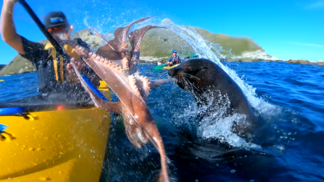 brutal-octopus-slap-by-a-seal-caught-on-gopro-hero7black-in-nz-kaikoura-short-story-mp4-00_00_21_17-still001.png 