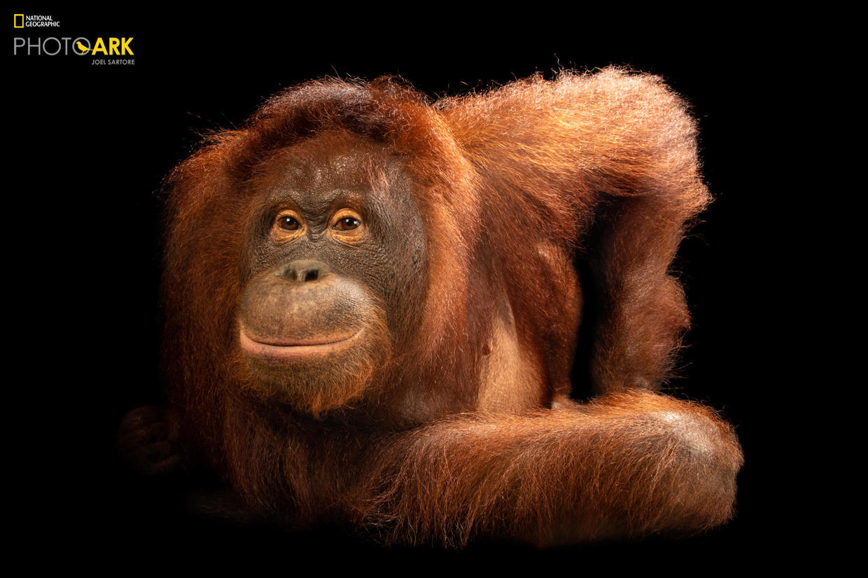 Joel Sartore's Photo Ark: Some Of The National Geographic Photographer ...