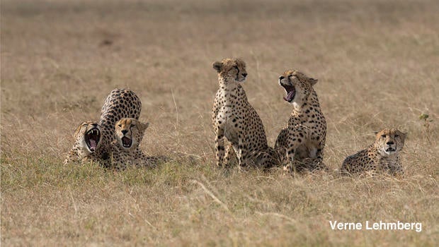 cheetahs-yawn-before-hunt-verne-lehmberg-620.jpg