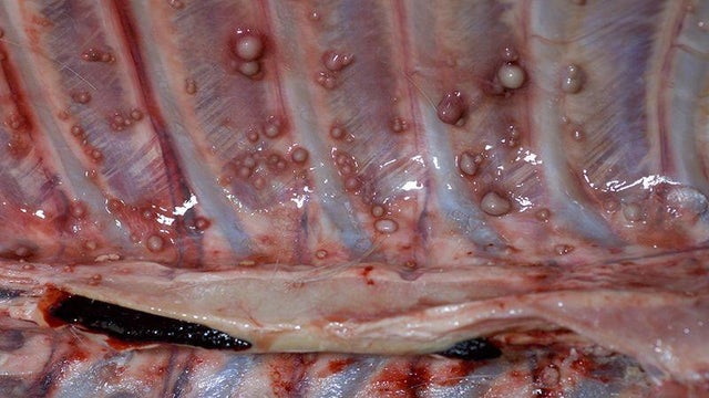 Warning Don T Eat Deer That Looks Like This Cbs News