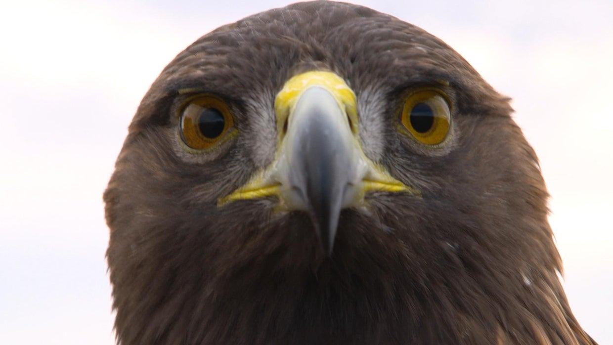 Lauren McGough How an Oklahoma woman learned to fly like an eagle in