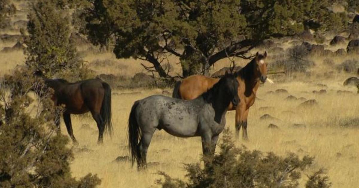 Critics Worry California S Wild Horse Roundup Could Lead To