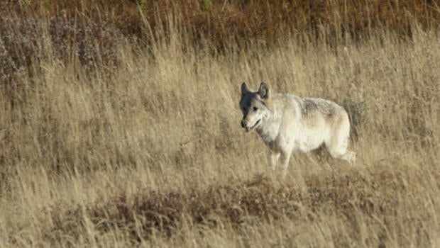 wolves-in-yellowstone-judy-lehmberg-620.jpg