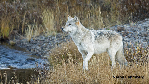 Names Of The Wolf Packs In Yellowstone