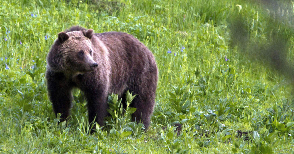 Grizzly bear shot and killed in Montana after woman fatally attacked